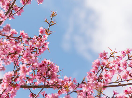 樱花樱花在蓝天上枝繁叶茂春天蓝天节日