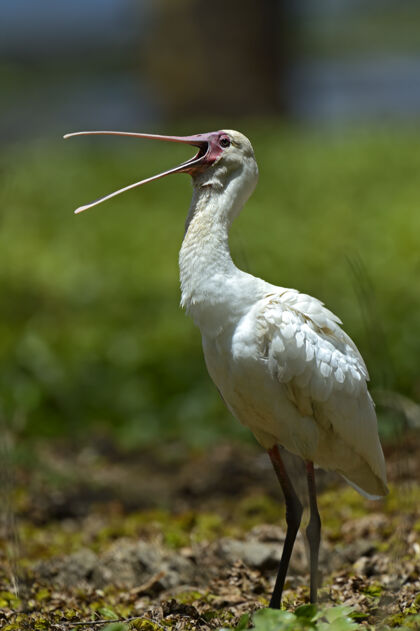肯尼亚在自然栖息地的一群朱鹮肯尼亚纳库鲁湖快美丽的鸟鸟