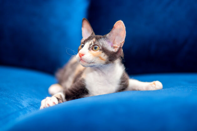 猫斯芬克斯猫坐在沙发上捕食者外星人混合