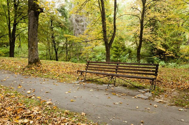 景观秋天公园里生长着落叶树森林美丽场景
