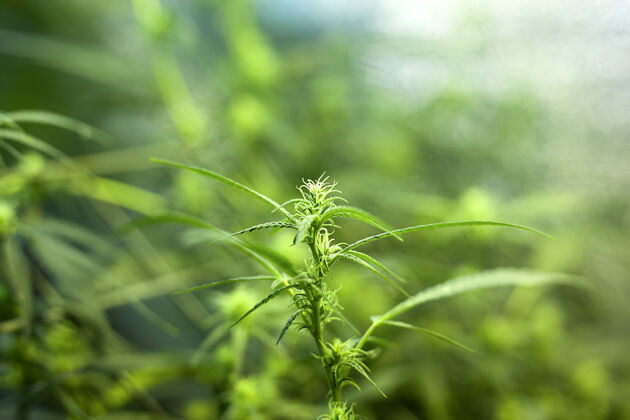 锥盛开的绿色莎蒂瓦芽美丽的药用植物非法叶