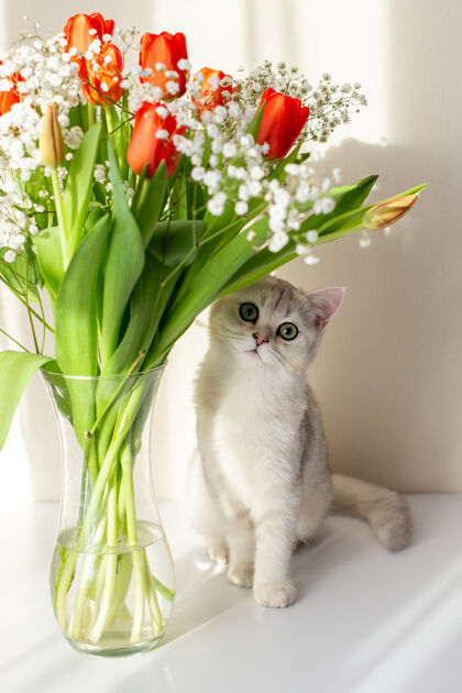 室内这只英国猫坐在一个玻璃花瓶旁边 花瓶里有一束红色的郁金香束猫可爱