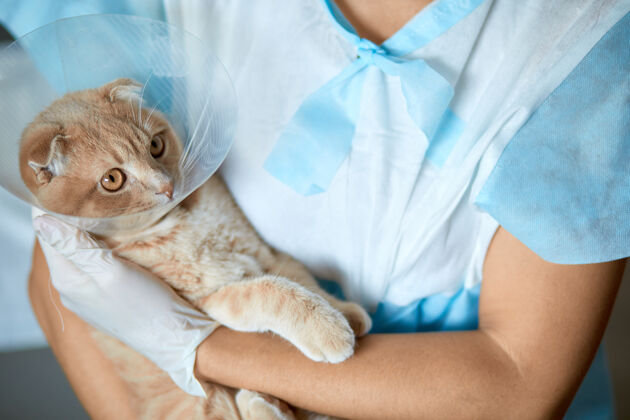 室内女兽医手上拿着一只带塑料锥领的猫去势后 兽医的概念宠物专业猫