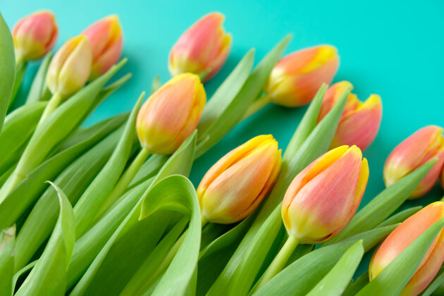 开花以新鲜的黄红色郁金香和薄荷为背景国际妇女节 母亲节 复活节的概念新鲜花园复活节