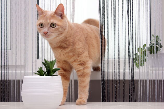 宠物一只红色的猫从窗台上穿过窗帘猫窗户毛绒猫