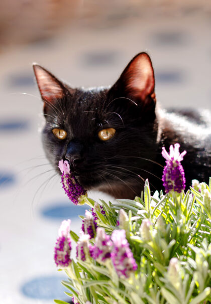 开花小黑猫嗅薰衣草开花猫植物