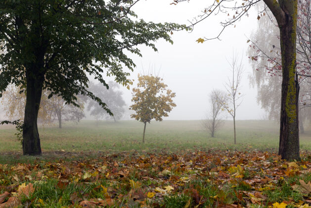 景观公园里生长的树木在秋天的一个小雾季节落在地上的枫叶和深色的树干木神秘幽灵