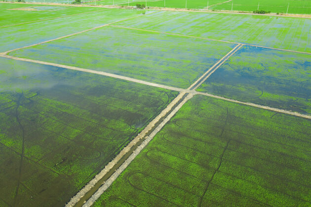 生长从空中俯瞰飞天的稻田 自然景观绿色图案农业草种植园