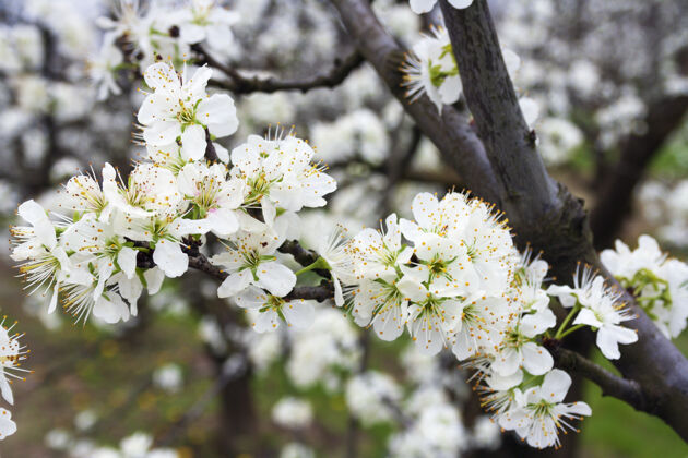 景观花开在李子的树枝上花粉花园花头
