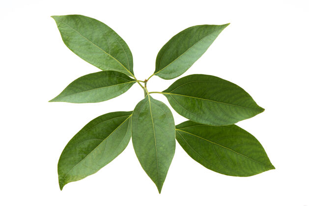 生的樟树枝上的绿叶隔离在白色上气味分支芳香疗法