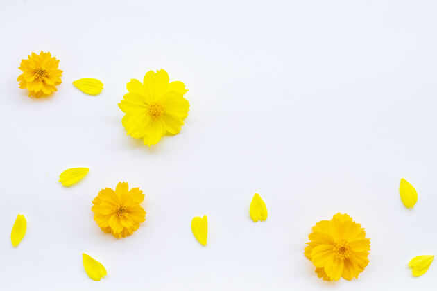 排列白色背景上的浅黄色花朵花瓣花自然