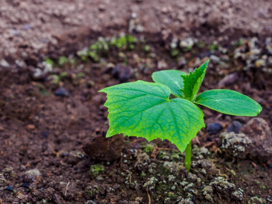 叶黄瓜的第一片绿叶在潮湿的环境中发芽土壤耕作有机蔬菜季节第一湿润