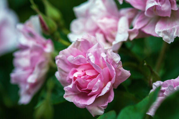 颜色特写粉红篱笆玫瑰盛开在夏末植物植物学开花