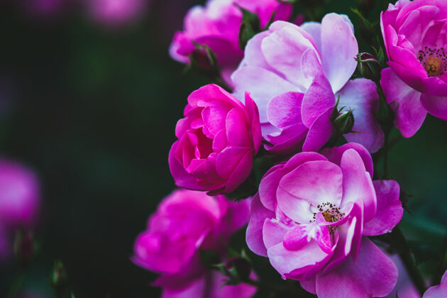 花园丰富的粉红色可爱的玫瑰在夏夜花园-玫瑰当归 特写优雅花园植物