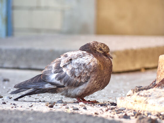 鸟一只皱巴巴的鸽子正坐在柏油路上鸽子鸽子城市