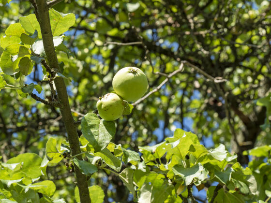 树在阳光明媚的夏日 一个绿色的苹果挂在树枝上生的滴落耕作