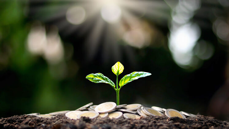 增长一棵树长在一堆硬币上 一盏白光照耀着这棵树的经济增长理念环境幼苗发展