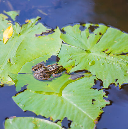 户外青蛙坐在叶子上 荷花在池塘里青蛙水动物