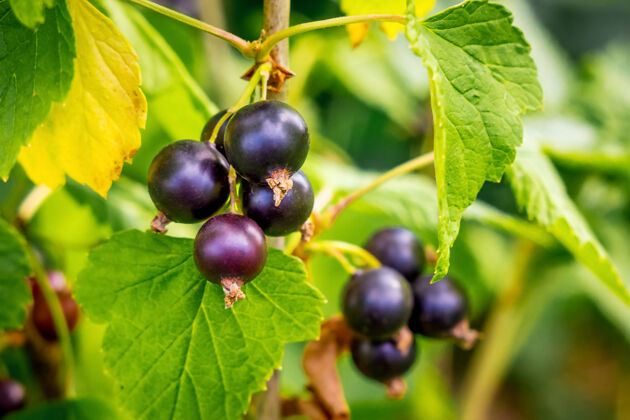 有机成熟时在灌木丛上放黑加仑束水果大的