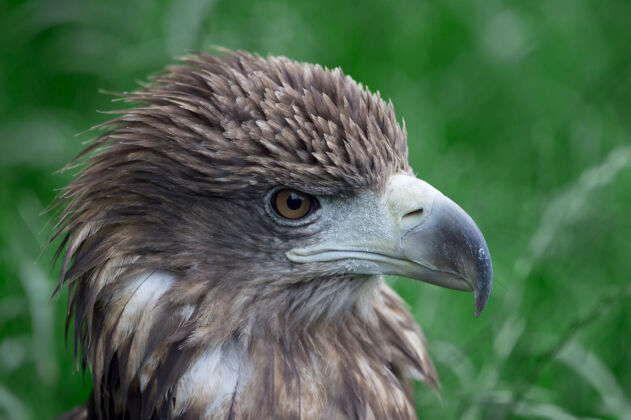 水平绿色背景上的鹰的头部特写镜头 可以清楚地看到鹰的羽毛和掠食的样子曲线眼睛轮廓