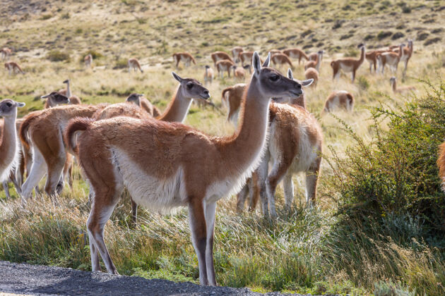 自然野生瓜纳科（喇嘛瓜尼科）在巴塔哥尼亚大草原 智利 南美洲哺乳动物动物户外