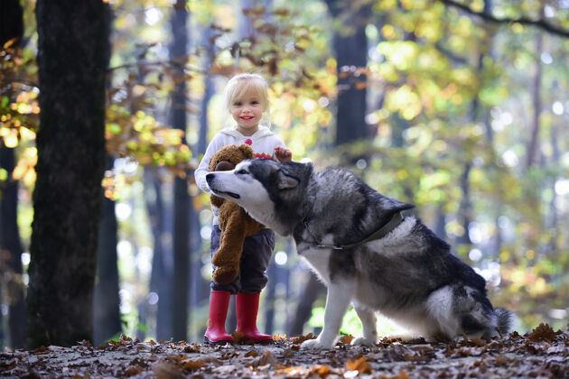 树叶狗哈士奇孩子小秋天森林里的女孩和小狗玩具野营友谊