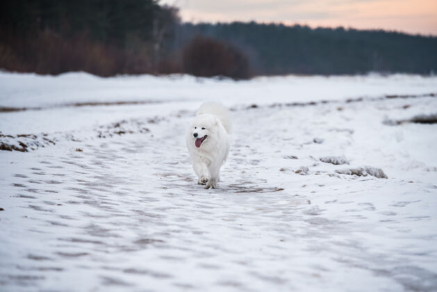 道路萨莫耶德白色的狗是在雪索尔克拉斯蒂海滩在拉脱维亚波罗的海乐趣冬天