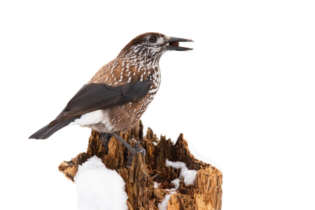 坐着有斑点的胡桃夹子坐在树桩上 从后面看 白色背景上是孤立的模切鸟雪