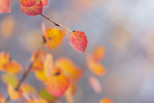 景观秋天五彩缤纷的黄叶季节结束-上篮树森林美丽的自然