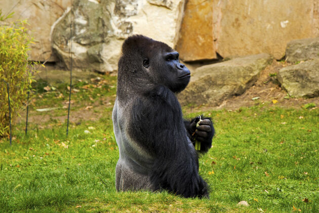 野生动物动物园里的大猩猩 野生动物的场景 绿草上的哺乳动物热带闭眼坐着