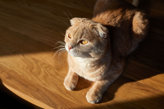皮草英国猫躺在家里阳光下的木桌上猫甜蜜爱