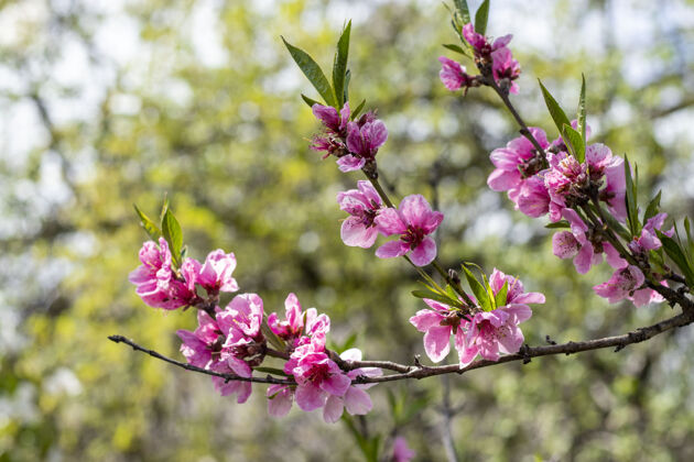 花园春天桃花在花园里绽放 特写 选择性聚焦园艺三月新鲜