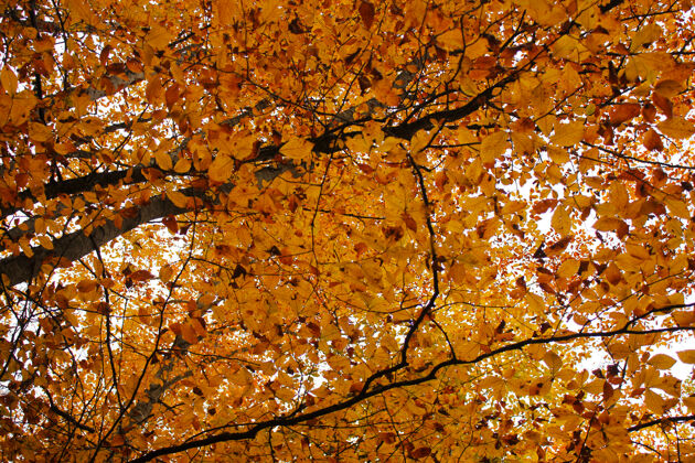 影子重庆市秋秋季森林景观乔治亚州秋天给树叶涂颜色树橙色还有黄色的表面树叶植物木头