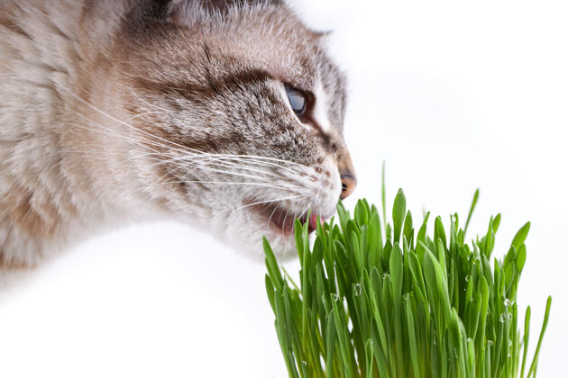 自然宠物草或猫草.家用猫吃白上的青草猫新鲜吃