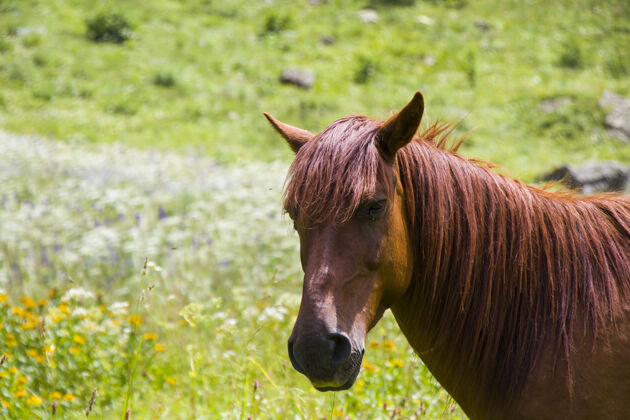 可爱山谷里的红马肖像 斯瓦内蒂领域草天空