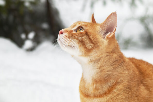 户外肖像 特写一只姜猫的侧面 在阳光的照射下 背景是冬天森林公园街上 雪地里雪自然冬天