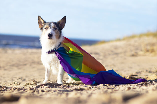 可爱有趣的狗与彩色彩虹同性恋同性恋同性恋者旗帜骄傲假日户外概念生活方式狗Lgbtq可爱