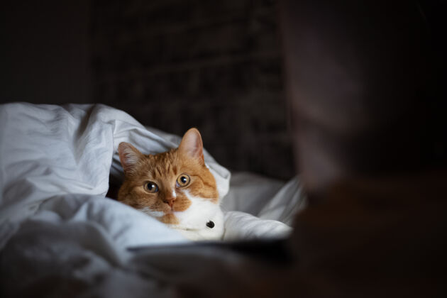 家庭家里黑暗的房间里 红白猫躺在床上 手提电脑的画像宠物猫哺乳动物