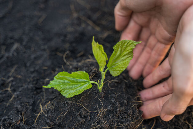 概念人工育苗 生态环保理念堆肥花园农业
