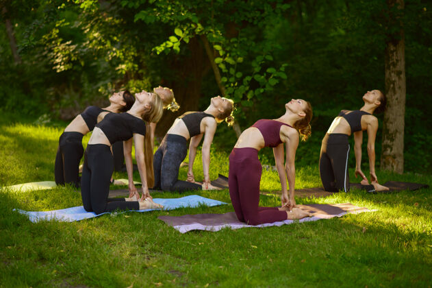 团体女人们在公园的草地上做伸展运动 集体瑜伽训练人一起夏天