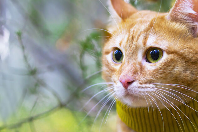 宠物肖像 一只戴着围巾的姜猫的特写镜头 在阳光的照射下 背景是森林和森林树木户外 复制空间漂亮太阳可爱