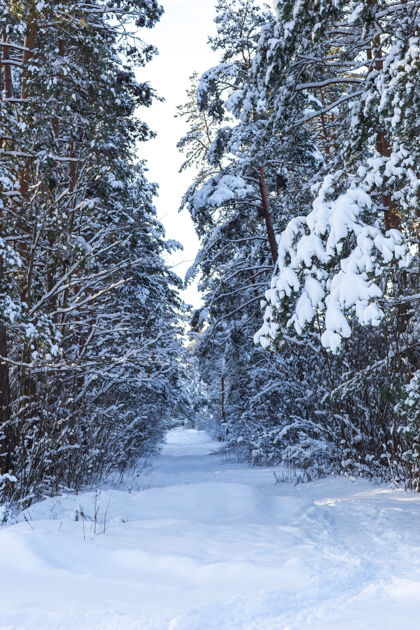 天空雪中的冬天森林冰冻树森林