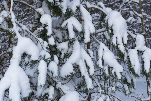 冰冻白雪覆盖的树枝树枝冰冬天