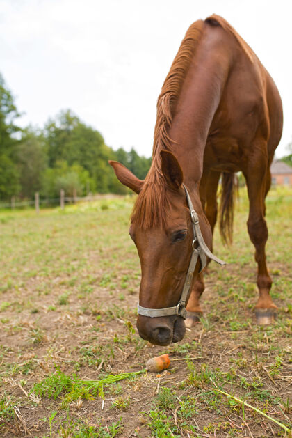 乡村在夏天的乡下 红马在房子附近的田野上吃草 在户外吃树农场微笑田野