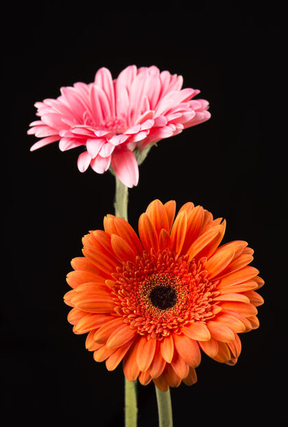 背景非洲菊橙色和粉红色隔离在黑色背景上花黑色花