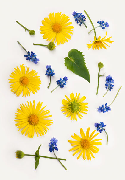 新鲜花合成.圆形黄色和蓝色的花做成的框架 白色背景上的桉树枝叶葡萄花