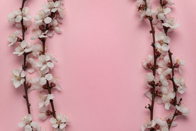 框架春天盛开的枝条在粉红色的背景下生长frame.template.background背景复制空间自然花花