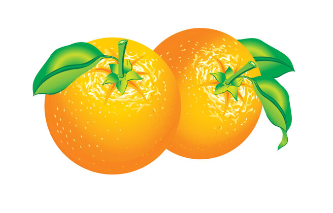 插图孤立的两个橘子的美丽插图保存开胃菜甜味