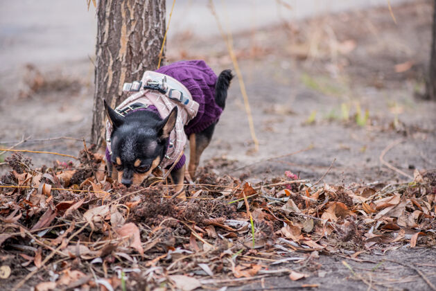 可爱宠物狗吉娃娃在街上散步吉娃娃街一只狗遛狗秋天在公园散步小草地小