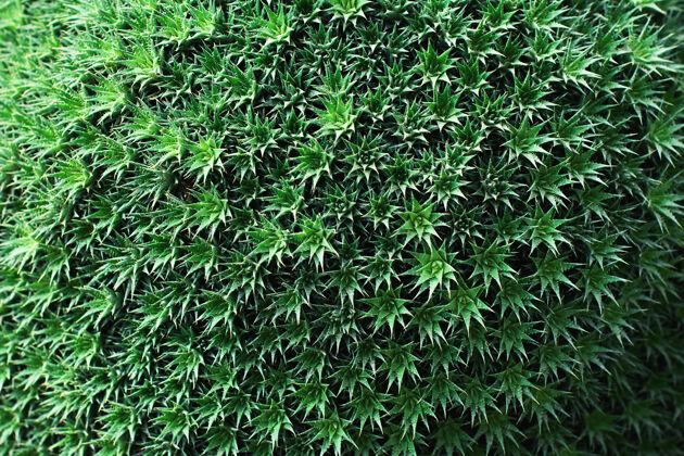 植物绿色植物纹理近距离收拢 清新的夏季树叶 自然图案与花边热带绿色树枝